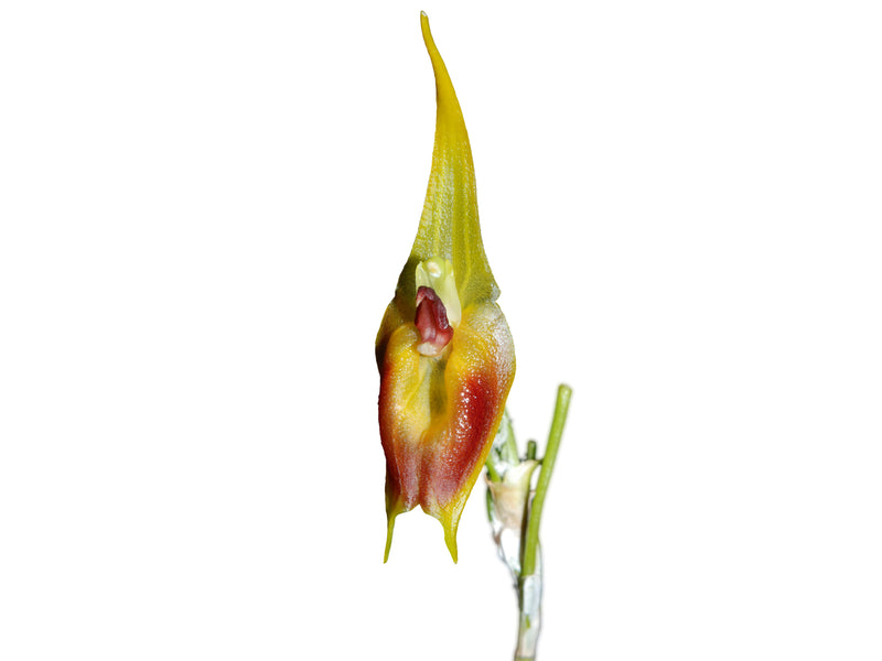 Masdevallia pinocchio