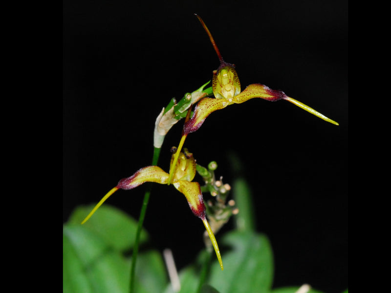 Masdevallia planadensis