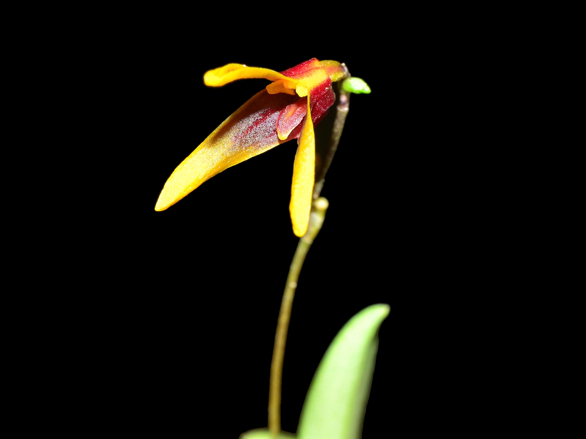 Masdevallia plantaginea