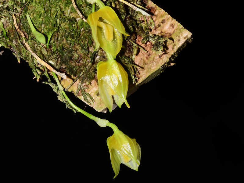 Masdevallia platyglossa