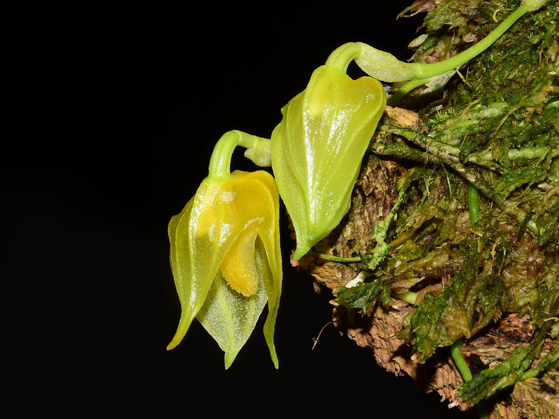 Masdevallia platyglossa