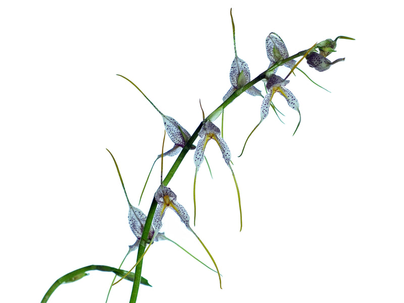 Masdevallia polysticta 2