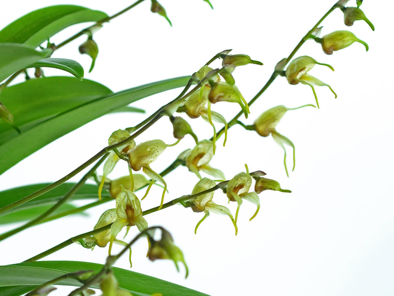 Masdevallia polysticta 3