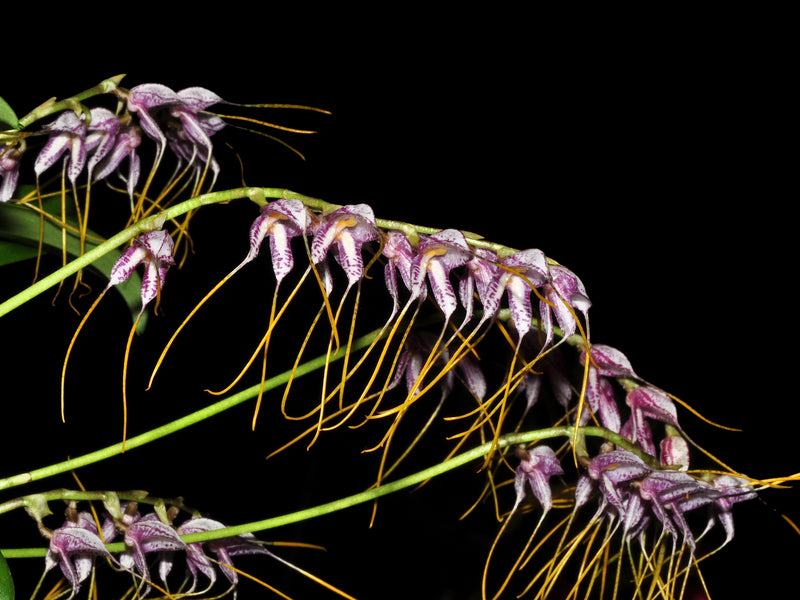 Masdevallia polysticta blue