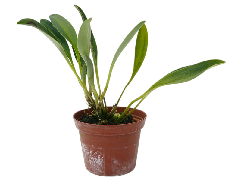 Masdevallia polysticta small