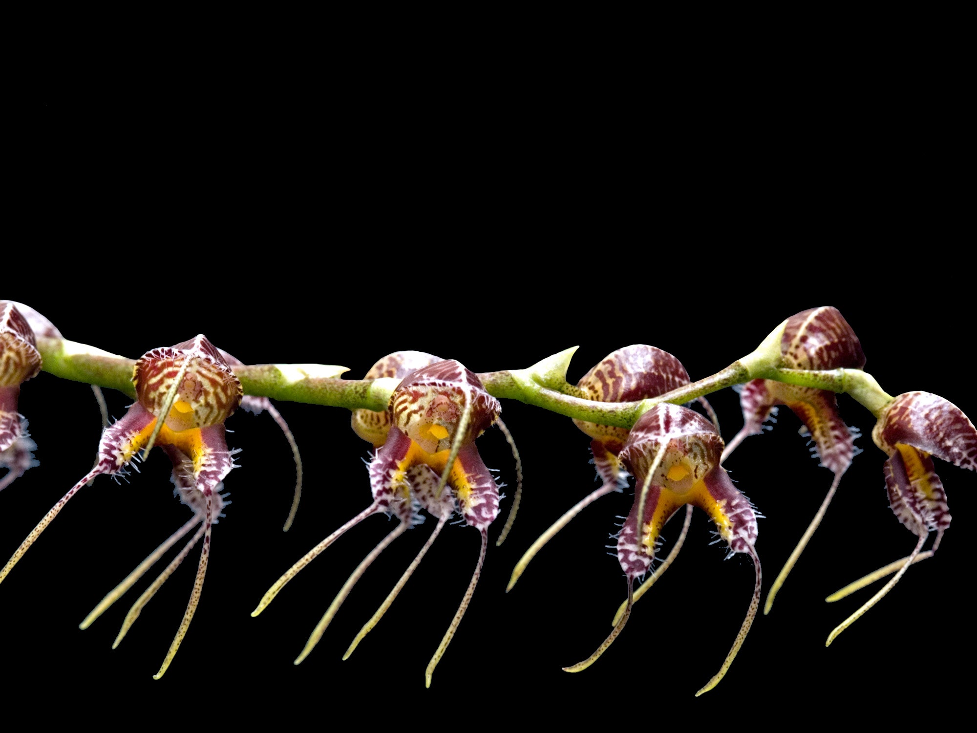 Masdevallia porphyrea