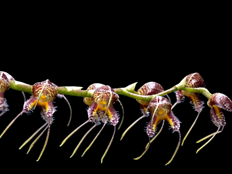 Masdevallia porphyrea