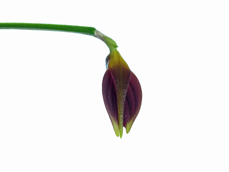 Masdevallia portillae