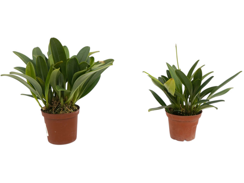 Masdevallia portillae (Big)