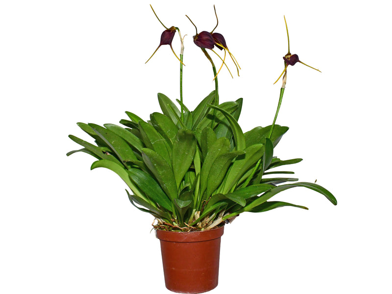 Masdevallia posadae