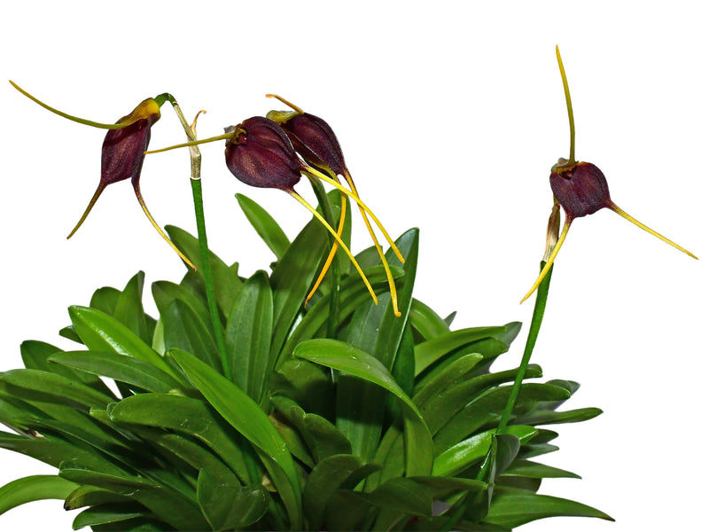 Masdevallia posadae