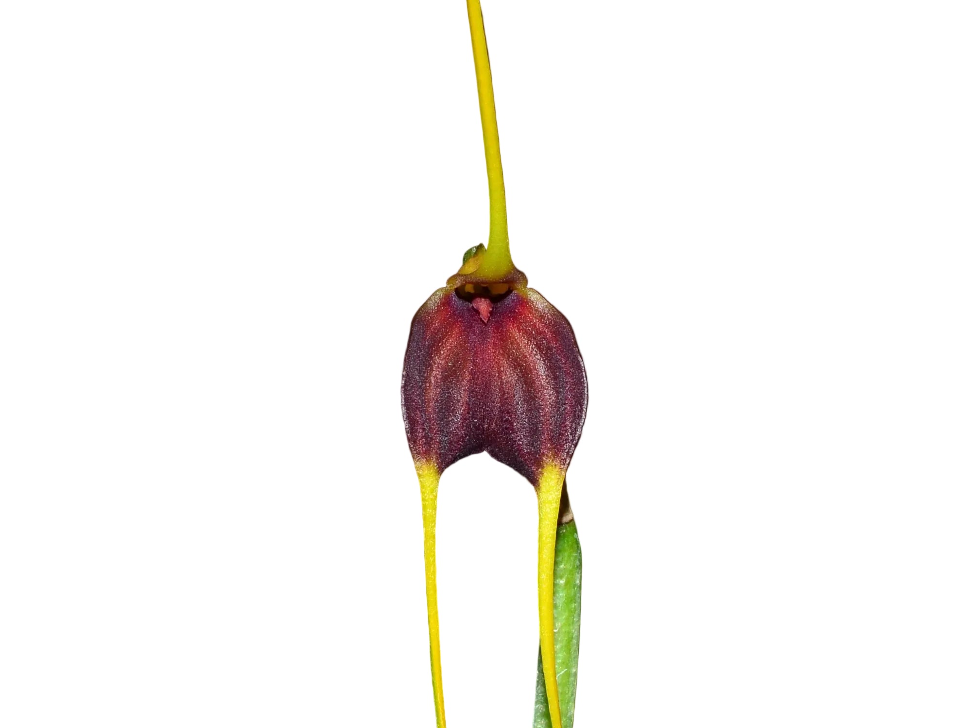 Masdevallia posadae