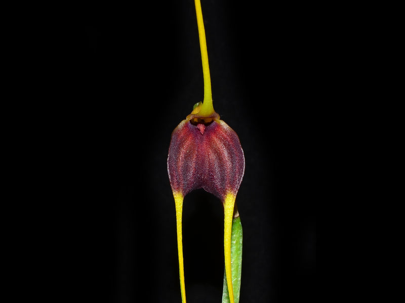 Masdevallia posadae