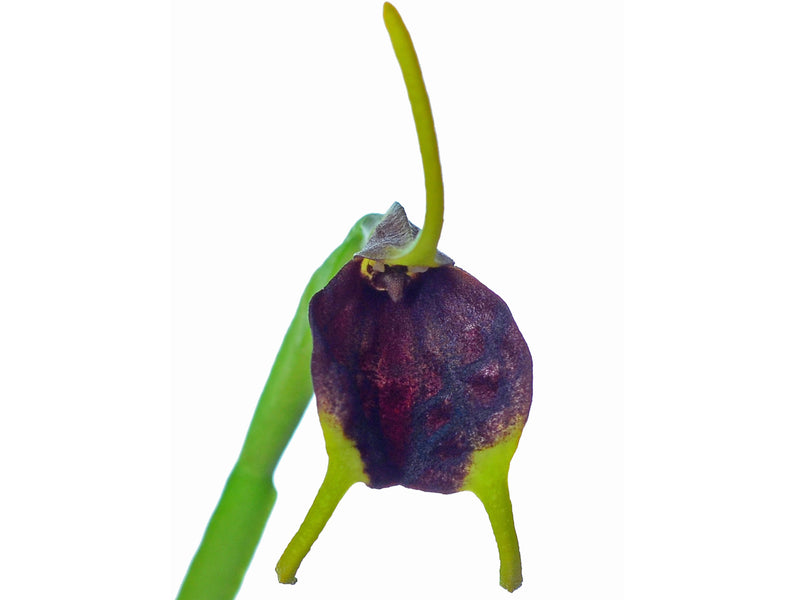 Masdevallia posadae f. rugosepala