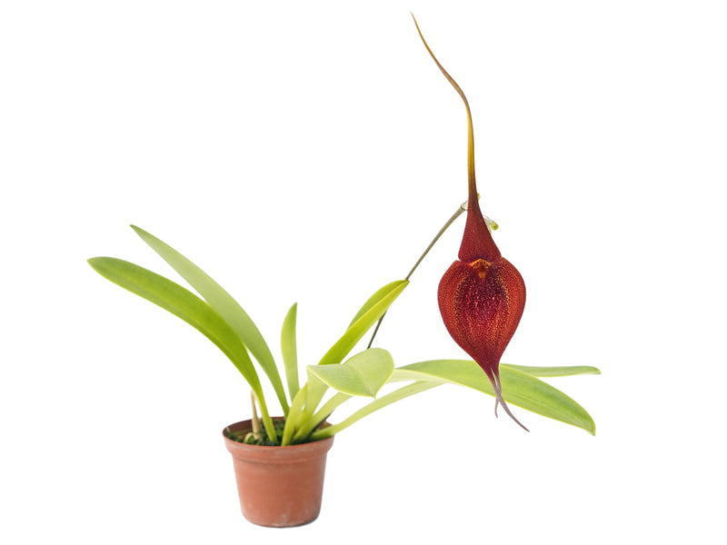 Masdevallia princeps
