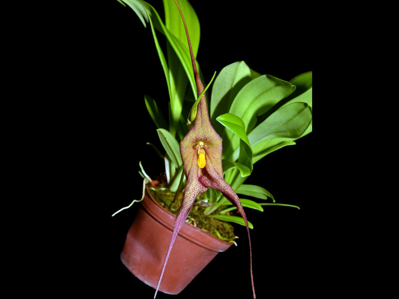 Dracuvallia Gunter Gerlach