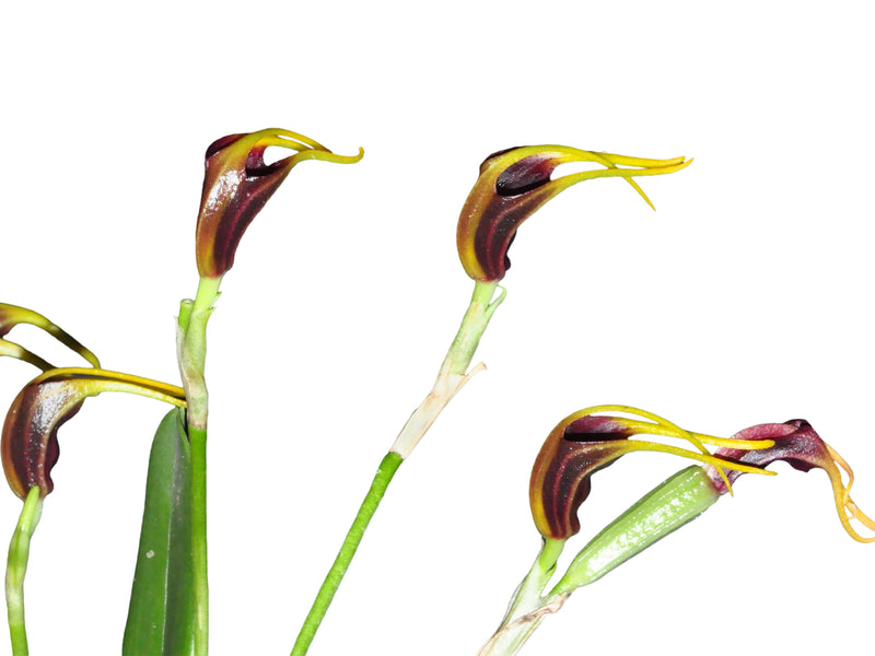 Masdevallia priscillana