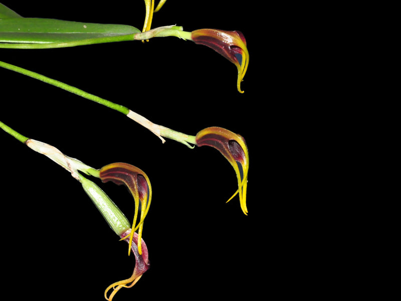 Masdevallia priscillana