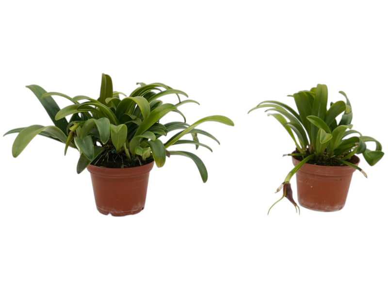 Masdevallia priscillana (Big)