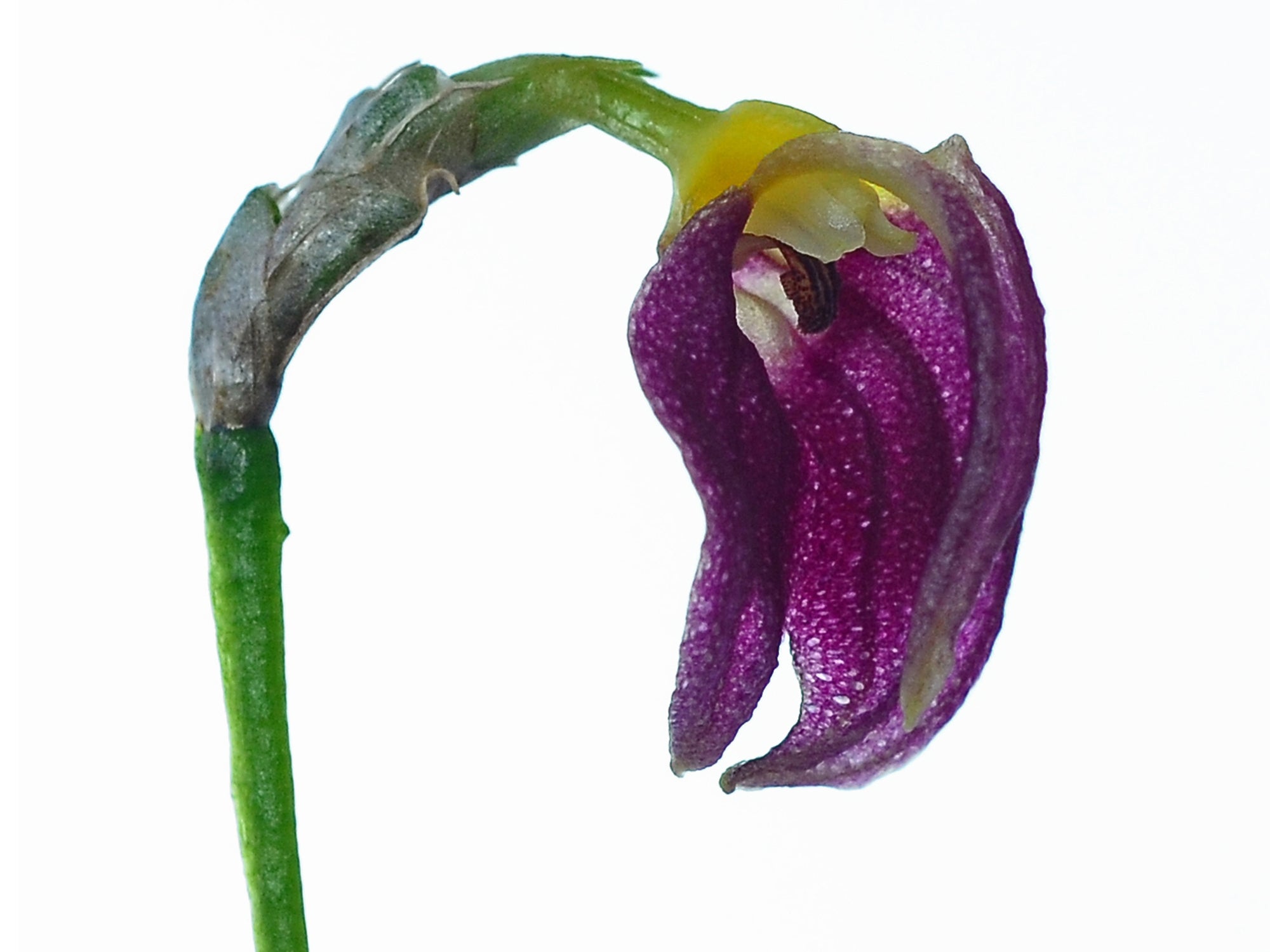 Masdevallia proboscoidea