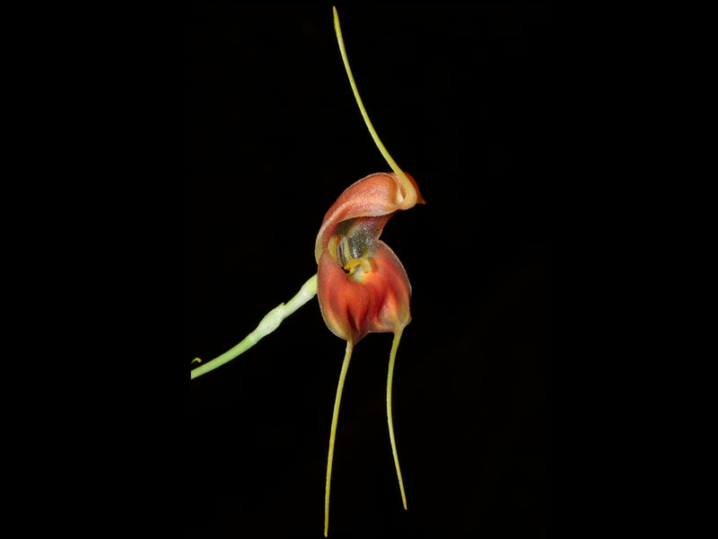 Masdevallia prodigiosa