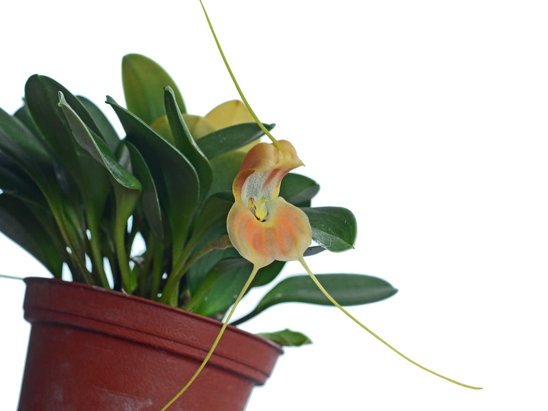 Masdevallia prodigiosa