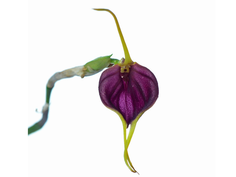 Masdevallia prosartema