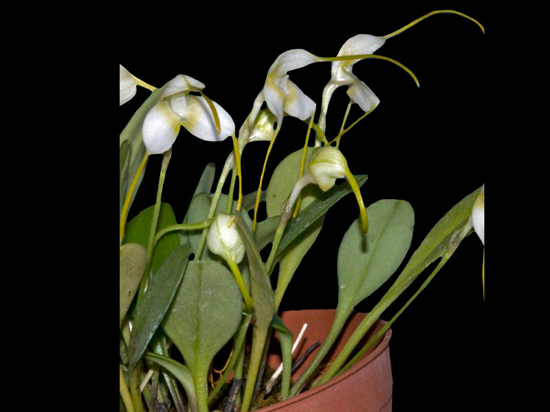 Masdevallia purpurella