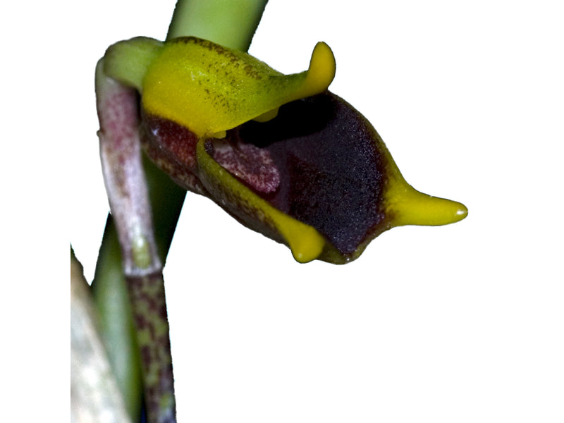 Masdevallia pyxis