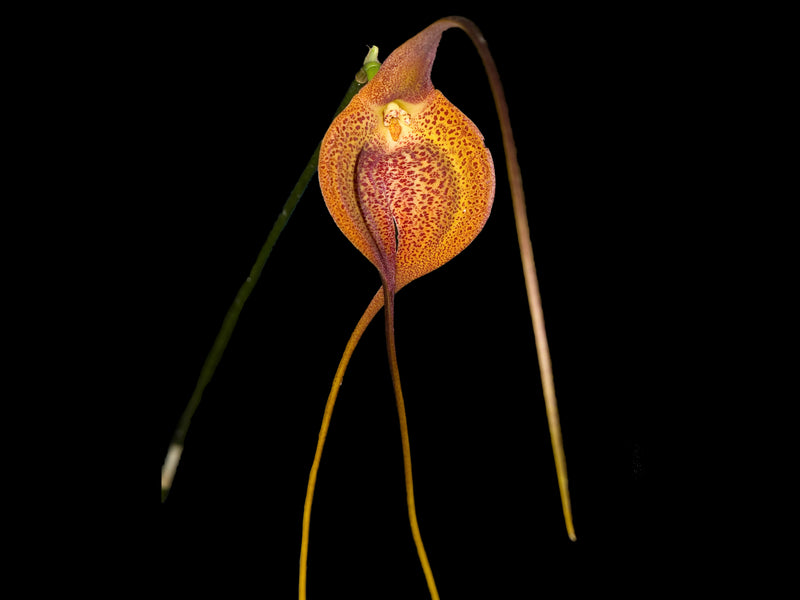 Masdevallia regina