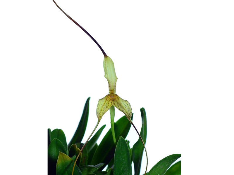 Masdevallia replicata