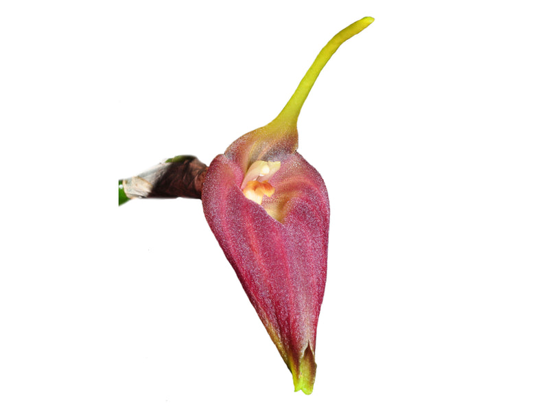Masdevallia revoluta