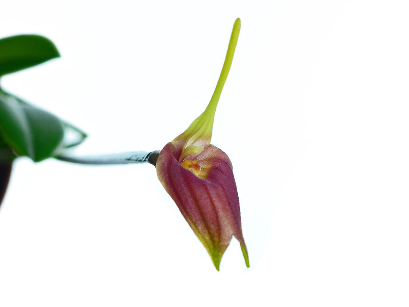 Masdevallia revoluta