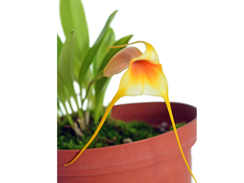 Masdevallia rex