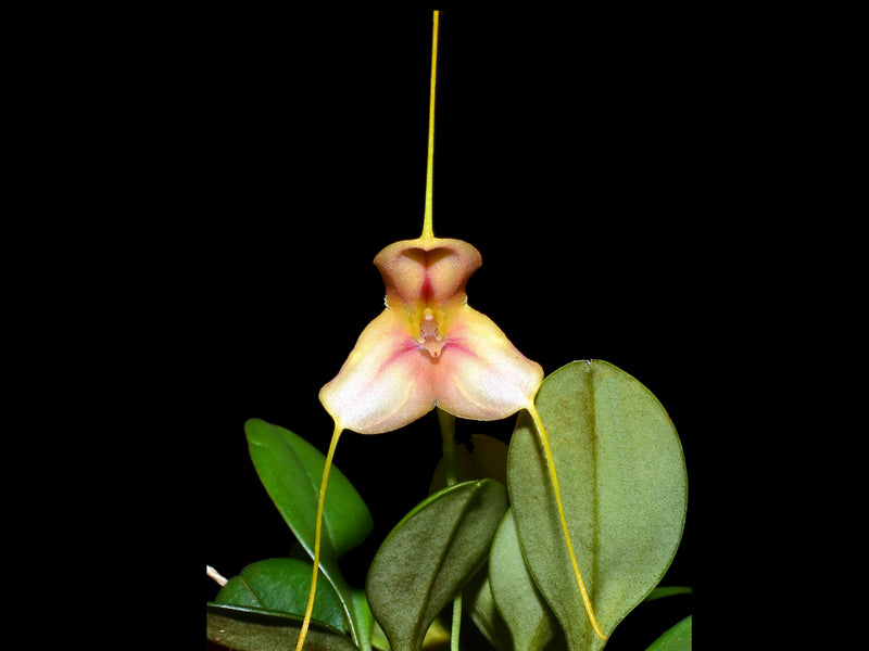Masdevallia rhodehameliana