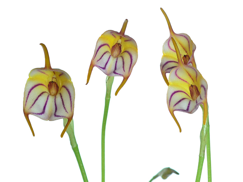 Masdevallia rimarima f. pink