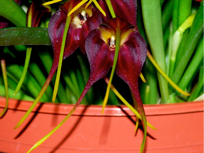 Masdevallia rolfeana