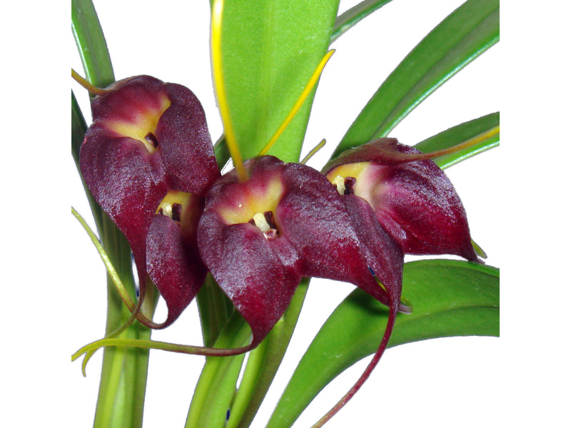 Masdevallia rolfeana