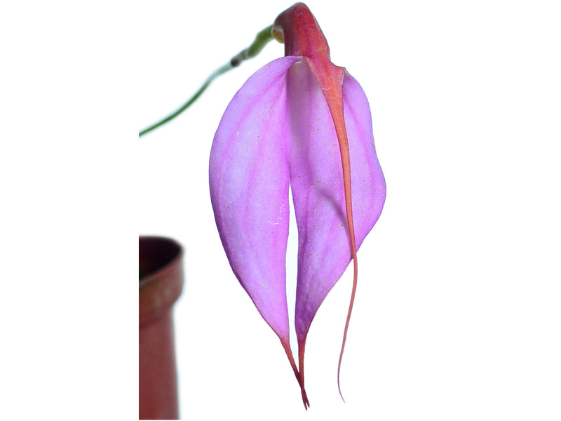 Masdevallia rosea pallida