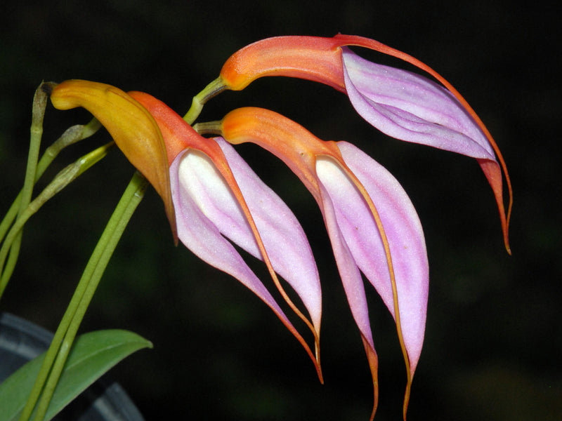 Masdevallia rosea pallida