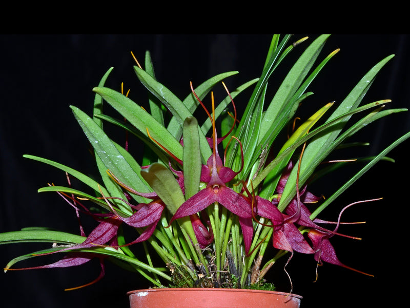Masdevallia roseola