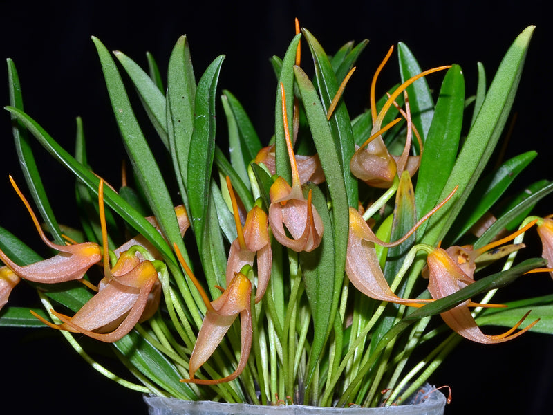 Masdevallia roseola f. xanthina
