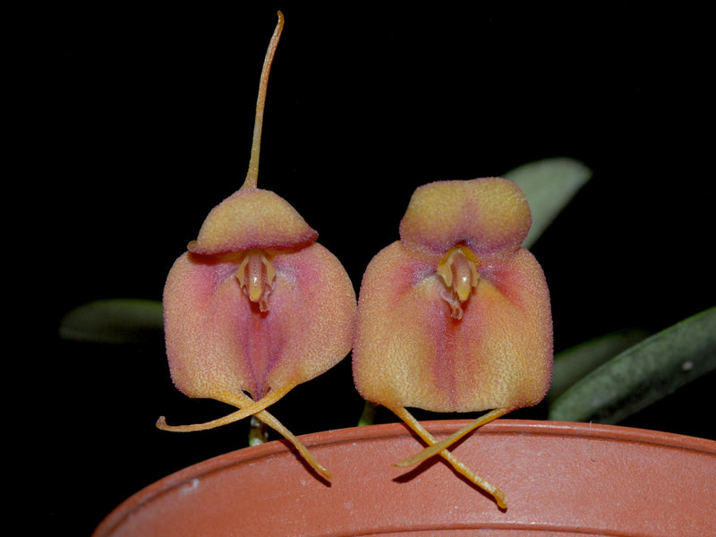 Masdevallia rubiginosa