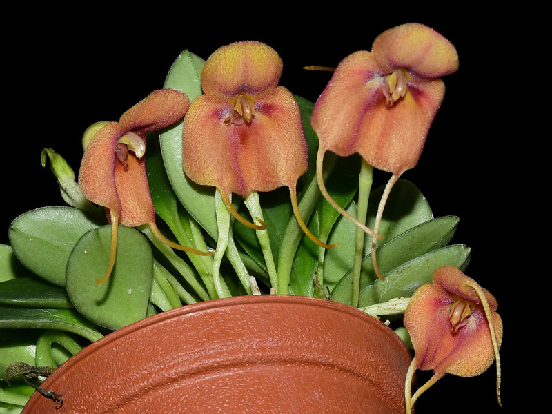 Masdevallia rubiginosa