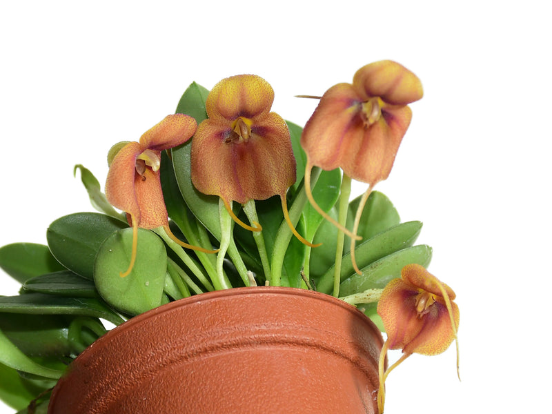Masdevallia rubiginosa