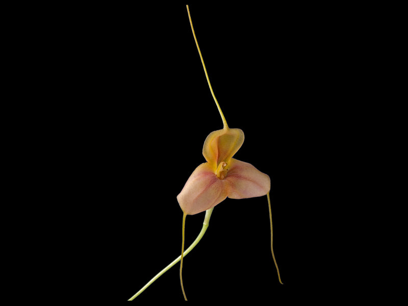 Masdevallia rufescens