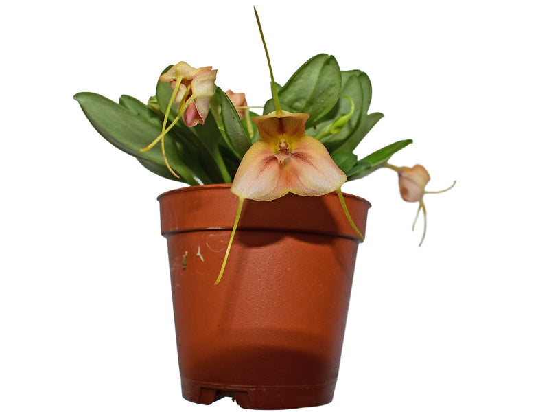 Masdevallia rufescens