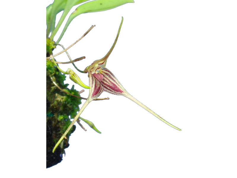 Masdevallia sanchezii