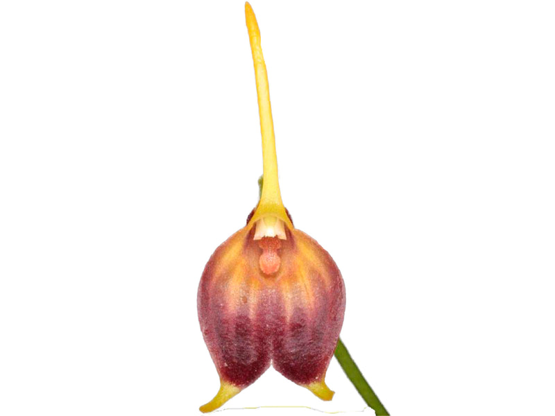 Masdevallia sanctae-fidei