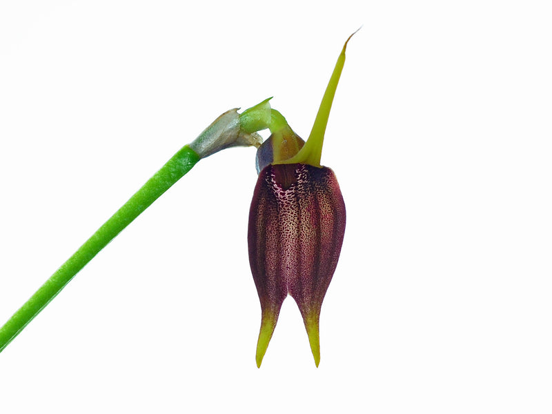 Masdevallia sanguinea